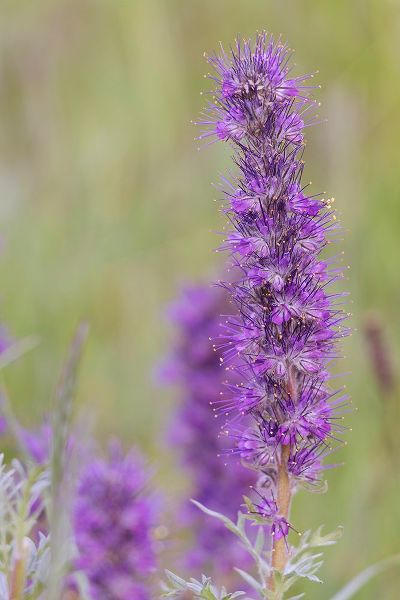 Jaynes Gallery 아티스트의 USA-Colorado-Gunnison National Forest Purple fringe flower close-up작품입니다.